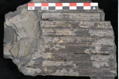 Foto (Detailansicht) von Sigillaria elongata Brongniart (NHMW-GEO-2024-0188-11055)